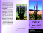 Purple Loosestrife - the Utah Weed Control Association