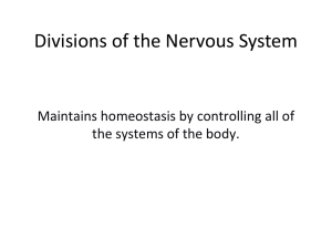 Notes: Divisions of the Nervous System