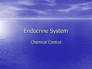 Endocrine System Notes 1
