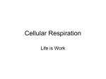 Cellular Respiration