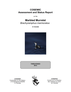COSEWIC assessment and status report on the Marbled Murrelet