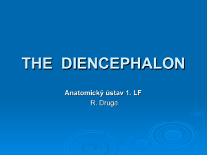 the diencephalon - Anatomický ústav 1. LF UK