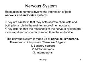 Human Nervous System