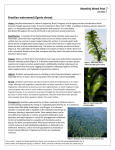 Brazilian waterweed - MSU Extension Invasive Plants