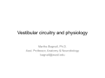 Vestibular circuits - Cellular Neurobiology