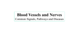 Blood Vessels and Nerves