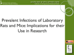 Prevalent Infections of Laboratory Rats and Mice: Implications for