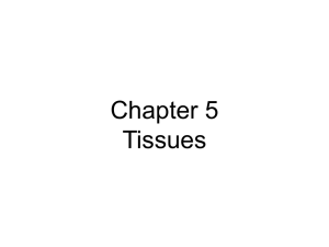 Chapter 5 Tissues