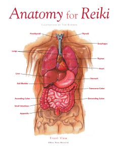 Anatomy For Reiki