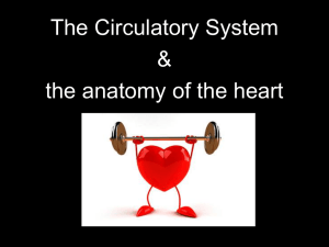 Heart and Circulation PPT File