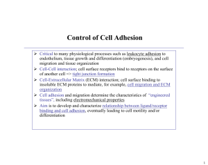 Control of Cell Adhesion