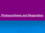 Photoandresp cells _ miosis and meiosis 091