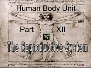 Part_12_Reproductive_System