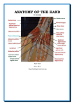 Dr. Kaan Yücel http://yeditepeanatomy1.org Anatomy of the hand