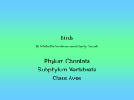 Birds - MUGAN`S BIOLOGY PAGE