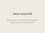 Horse Anatomy, Markings and Digestion