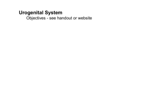 Urogenital System