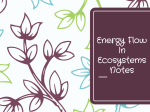 Energy Flow In Ecosystems Notes