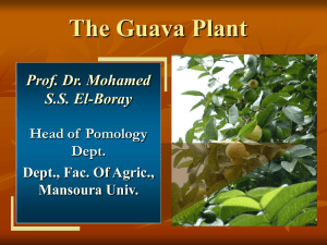 What Is a Guava Plant?