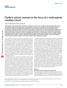 Clarke`s column neurons as the focus of a corticospinal corollary circuit