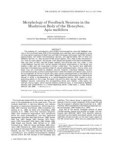 Morphology of Feedback Neurons in the Mushroom Body of the