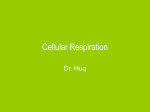 Cellular Respiration Notes