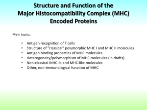 MHC I molecule(!) - immunology.unideb.hu