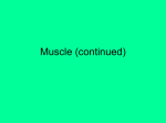 Muscle Continued