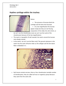 Hyaline cartilage within the trachea: