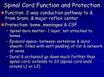 CNS- Spinal Cord PowerPoint