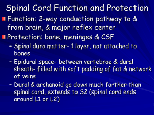 CNS- Spinal Cord PowerPoint