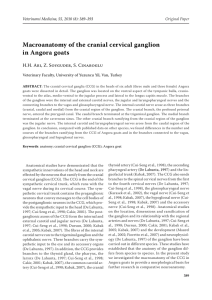 Macroanatomy of the cranial cervical ganglion in Angora goats