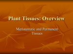 Plant Tissues-PPT