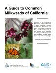 A Guide to Common Milkweeds of California