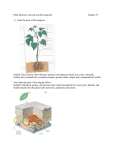 Plant Structure, Growth, and Development Chapter 35