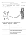 nervous system worksheet