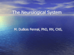 The Neurological System