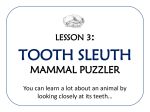 Tooth Sleuth! - University of Puget Sound