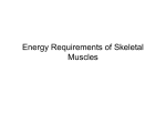 IV. Energy Requirements of Skeletal Muscles