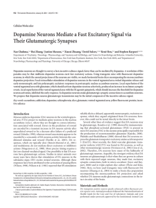 Dopamine Neurons Mediate a Fast Excitatory Signal