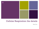 Cellular Respiration: the details