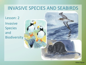 Invasive Seabirds Lesson 2 Seabirds