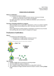 BLOCK F – Krizia,Kevin,Synnove – Production of Antibodies