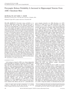 Presynaptic Release Probability Is Increased in Hippocampal