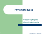 1 Phylum Mollusca