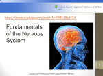 Fundamentals of the Nervous System