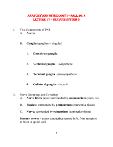 Anatomy and Physiology I – Fall 2014 Lecture 17 – Nervous System