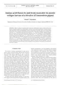 Amino acid fluxes to and from seawater in axenic veliger larvae of a