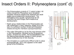Insect Orders II: Polyneoptera (cont`d)