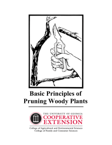 Pruning Woody Plants